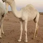 قعود رماني للبيع