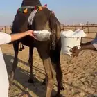 خلفه ماشاءالله كفو