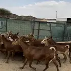 29 من المعزا الدهم كفووو حصيب قد ولد 5 تحتها 6