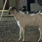 فحل بيشي للبيع