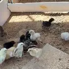 صوص دجاج