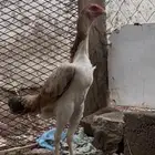 شامو ياباني