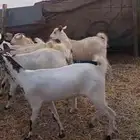 جفار بيشي مضاريع