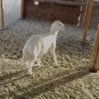 خروف حري انتاج الحلال