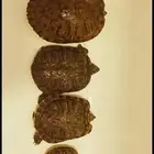 سلاحف برمائية