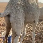 قعود فلل شحم