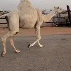 لقحه ثنيه وضحى