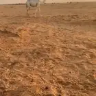 قعود مفرود فحل