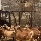 معزا محايليات مراح واحد
