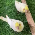 مطلوب كروان نهاية  غراء سعر 90الوحد