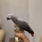 بغبغاء كاسكو مفقود