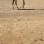 للبيع الحوار الكفوو