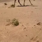 لقحه كفو