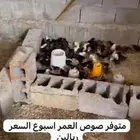 صوص مشكل