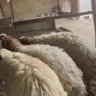 خرفان ذبايح تمايم