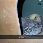 كروان جوز