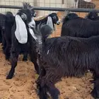 جفار عوارض