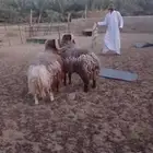 خرفان جبره