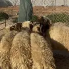 ذبايح نعيم جذعان بلدي