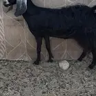 عنز عارضية مقنوي