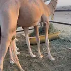 للبيع قعود طيب