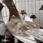 حمام شامي