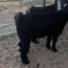 تيوس عارضيه