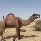 للبيع بعير كفو ساسه رماني على هياف مبلش