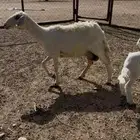 نعجه كفوو تحتها خروف ورخل