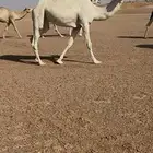 بكره بداوه طيبه