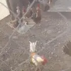 للبيع ديوك