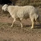 طلي حري صنف السن