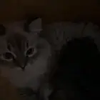 قطه انثى هملايا للتبني