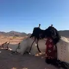 قعود سوداني خلص طابع سنه جذع