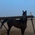 خيل سبق الي يبغى الكفو لا يفوته بيجمله
