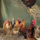 دجاج بلدي حضان