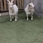 للبيع ماعز قزم