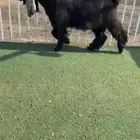 فحل عارضي خصم الخصم