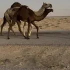 خلفه هديه تحتها بكره