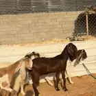 للبيع معزا مشاريك دفيع