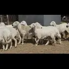 ضان البيع 60 نصها اباكير رخال السعر 1170