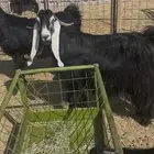 عنز عارضيه صنف جرم تم البيع