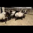 غنم نعيم صنف من مراح عويد فياض