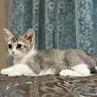 اربع قطط كيتين تبني ( في ذكور وفي إناث)