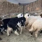 طليان سمان فل