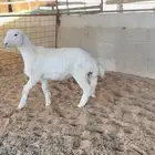 رخل حريه صنف الصنف