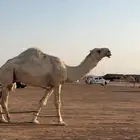 بعير رماني على رمان بن مجيهير الشيباني