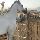 حصان عربي حصان حراره لعب كسره تربيع
