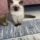 قطه نظيفه شيرازي عمره اربع شهور