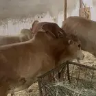 حسلان بلدي سمان